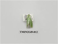 藏品(螟蛾300)的圖片